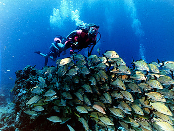 Scuba Diving, other, oceans, nature, people HD wallpaper