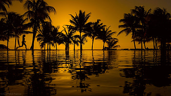 Sunset, palm tree, Summer, Paradise, Sea, Beach, Fantastic HD wallpaper