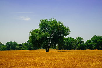 A que rural landscape with a solitary tree in a golden field under a clear blue sky. HD wallpaper