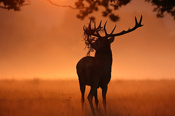 Deer Sunlight Nature, deer, animals, forest, sunset HD wallpaper