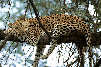 Leopard, 920 , Animal HD wallpaper