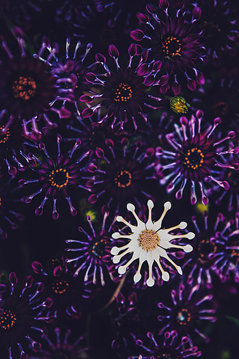 Violet and white flowers, close up HD phone wallpaper