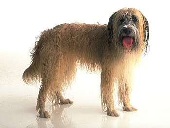 Dog, animal, puppy, longhair HD wallpaper
