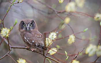 Owl, animal, fly, bird HD wallpaper