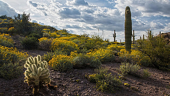 Spring wildflowers populate the desert floor near Phoenix, Arizona, blossoms, landscape, clouds, sky, flowers, cactuses, usa HD wallpaper