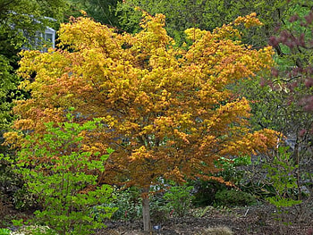 Palmatum Katsura, trees, autumn, leaves, graphy HD wallpaper