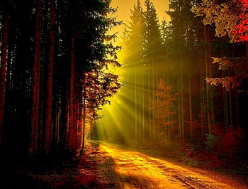 Rays of Light, rays, light, path, forest, sunset HD wallpaper