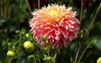 Dahlia, plant, orange, flower HD wallpaper