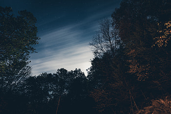 Trees, Sky, Stars, Night, Dark HD wallpaper