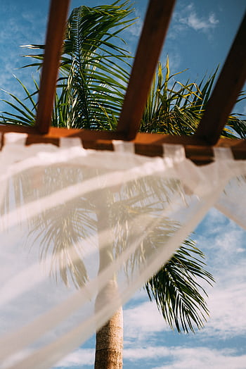 Relaxing view from a cabana featuring palm trees and a blue sky. Perfect for a tropical vacation vibe. HD phone wallpaper