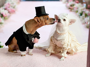Dog wedding, animal, dog, lady, gentleman, wedding, bride HD wallpaper