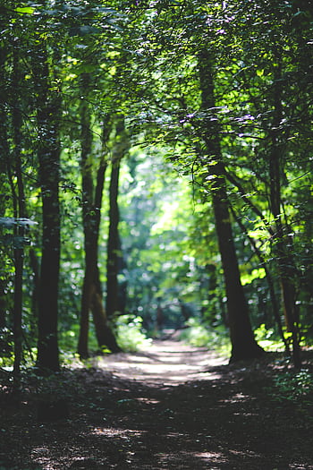 Peaceful forest path surrounded by lush greenery, perfect for a tranquil nature walk. HD phone wallpaper