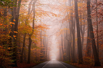 Autumn Roads , autumn, road, nature HD wallpaper