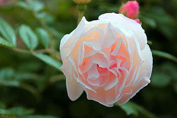 Elegant Rose, rose, buds, petals, nature, flowers, macro HD wallpaper