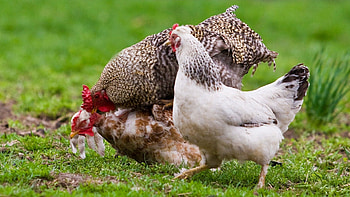 Animals, Grass, Stroll, Chicken HD wallpaper