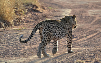 Animals, Sand, Leopard, Traces, Gait HD wallpaper