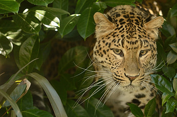 Animals, Cat, Leopard, Muzzle, Predator HD wallpaper