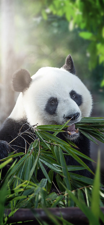 Giant pandas, , Majestic presence, Mobile elegance HD phone wallpaper