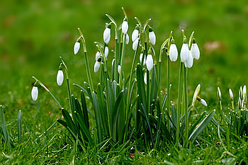 Spring, plants, snowdrop, flowers HD wallpaper