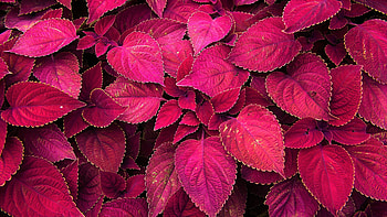 Coleus, Leaves HD wallpaper