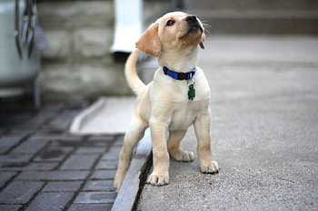 Dog, sweet, pay, dogs, puppies, cute, beautiful, beauty, playful, playful dog, puppy, dog face, pretty, animals, face, bubbles, lovely HD wallpaper
