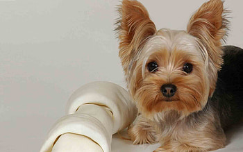 Animals, Dogs HD wallpaper