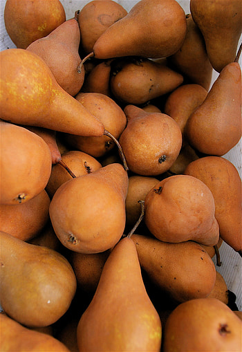 Bosc, Pear HD phone wallpaper