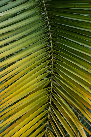 Macro, Palm, Sheet, Leaf, Branch HD phone wallpaper