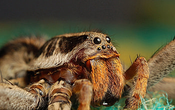 Macro, Eyes, Insect, Spider, Fur, Fluff, Fuzz, Paw, Lapu HD wallpaper
