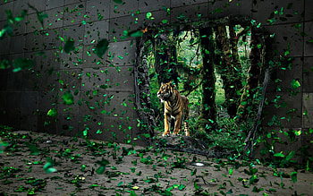 Animals, Tigers HD wallpaper