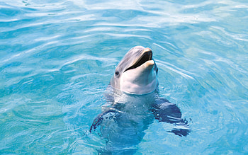 Cute Dolphon, dophin, animals, cute HD wallpaper