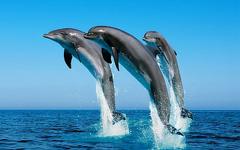 Graceful dolphins, -spirited swimmers, Natural beauty HD wallpaper