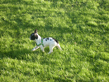 luna, dog, pup, bull, hond, frans HD wallpaper