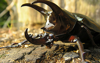 Beetle, Rhinoceros beetle , Animal HD wallpaper