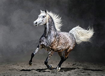 Horses 4, horse, mare HD wallpaper