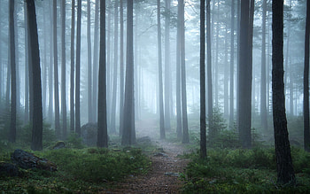 Foggy Morning in Forest, mist, Sweden, morning, forest HD wallpaper