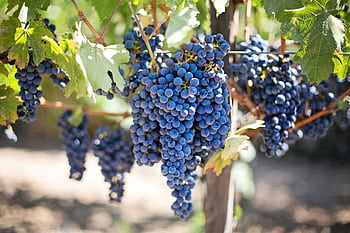 Close-up of fresh purple grapes in a sunlit vineyard, perfect for wine-making. HD wallpaper