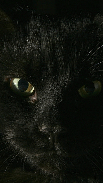 black, cat, face, fat, look HD phone wallpaper