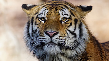 Tiger Wild Animal , tiger, animals, wild, predator HD wallpaper
