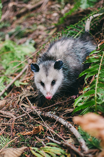 Possum , Sarah Simpson, Car fun stuff, Whole nest HD phone wallpaper