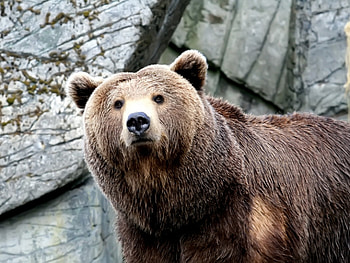 Animals, Bears HD wallpaper
