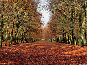 Path, nature, forest, fall HD wallpaper