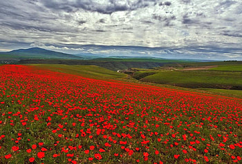 Red Flowers, beautiful, flowers, , red HD wallpaper