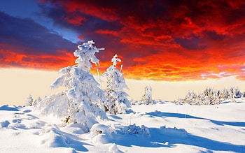 Winter Sunset, winter, frost, snow, clouds, trees, nature, sunset HD wallpaper