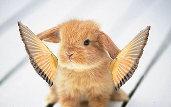 farybunny, ear, wings, bunny, fair HD wallpaper