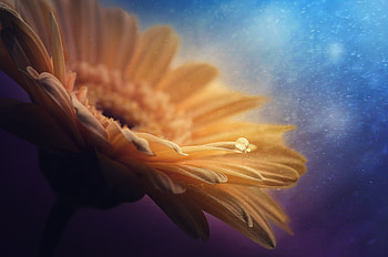 Petals of gerbera flower, close up, yellow HD wallpaper