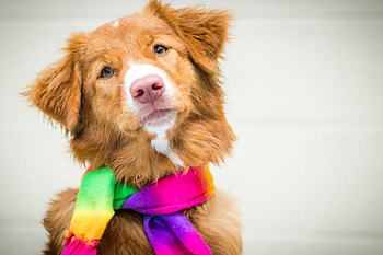Dog, sweet, animal, dogs, cute, beautiful, puppys, puppy, pretty, animals, lovely HD wallpaper