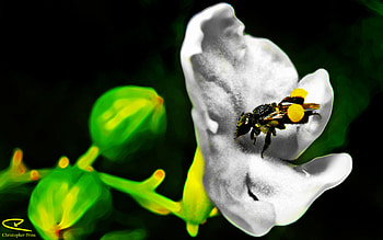 Australian Native Bee, graphy, native bee, australian, insect, macro HD wallpaper
