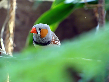 Animals, Birds HD wallpaper