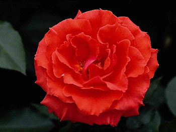 Red Hot Rose, rose, flower, red, hot, nature, red rose HD wallpaper